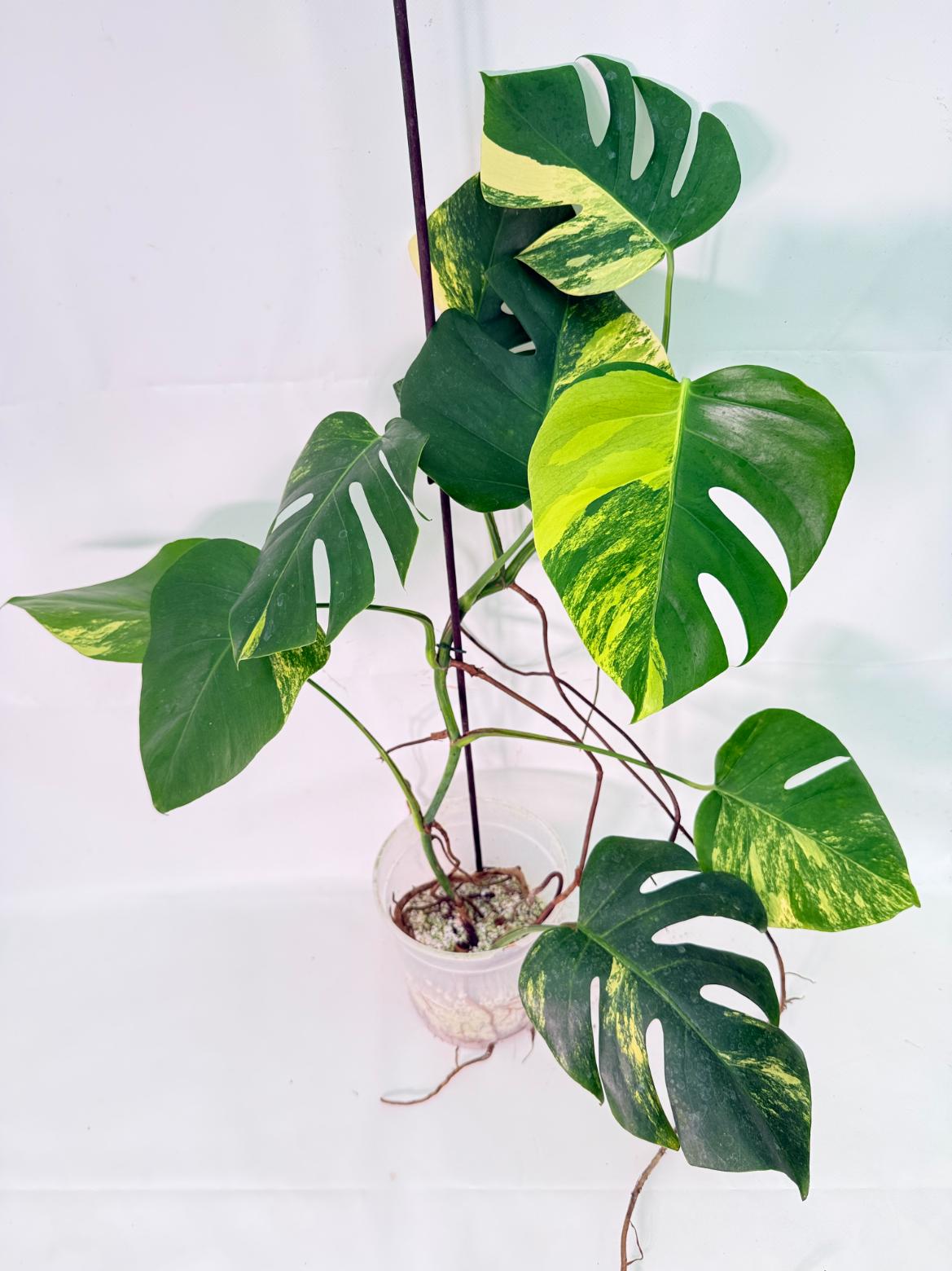 Monstera Variegata Aurea XL 04