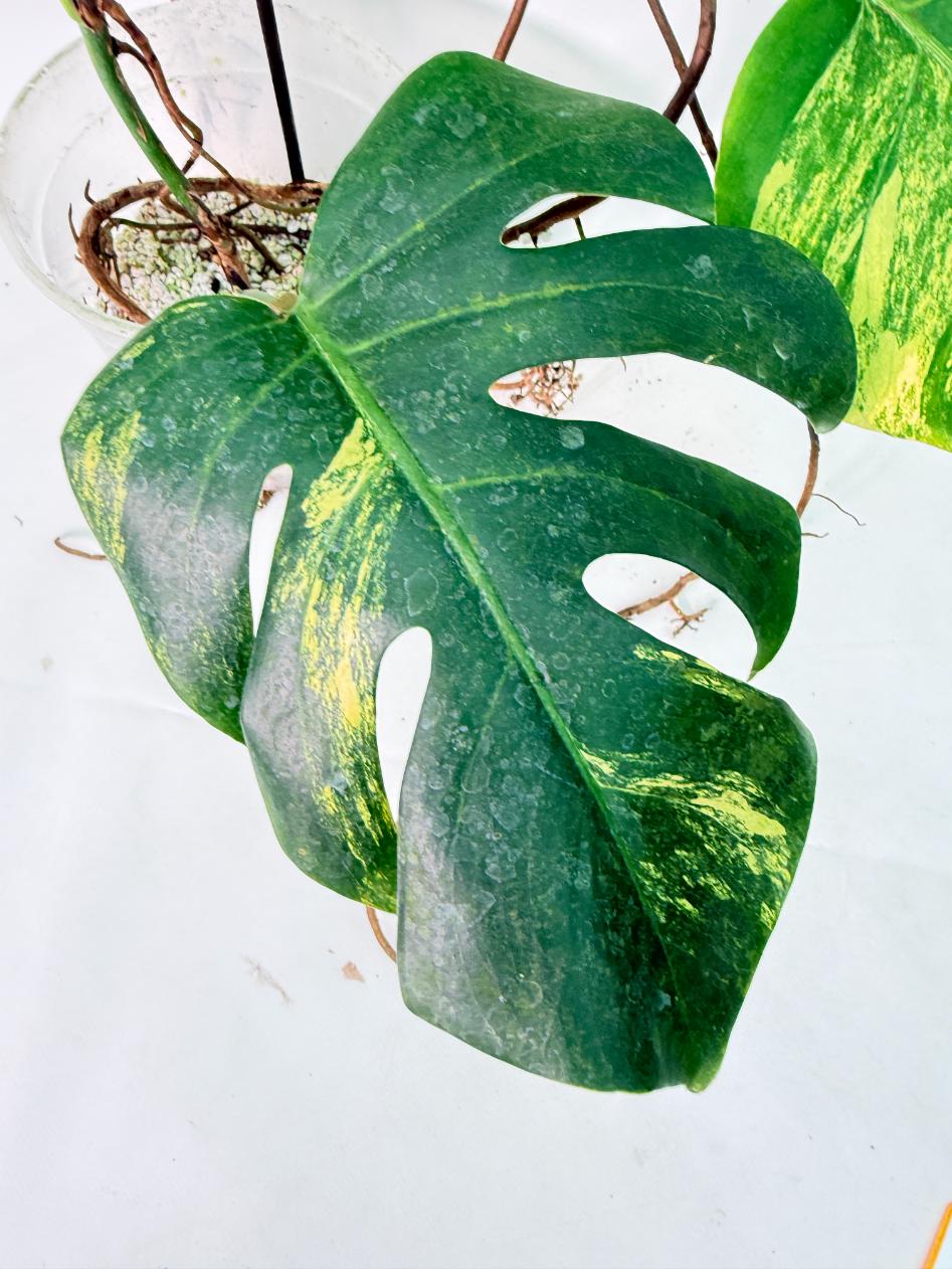 Monstera Variegata Aurea XL 05