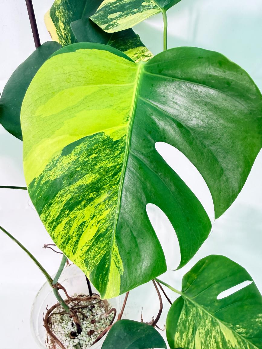 Monstera Variegata Aurea XL 03