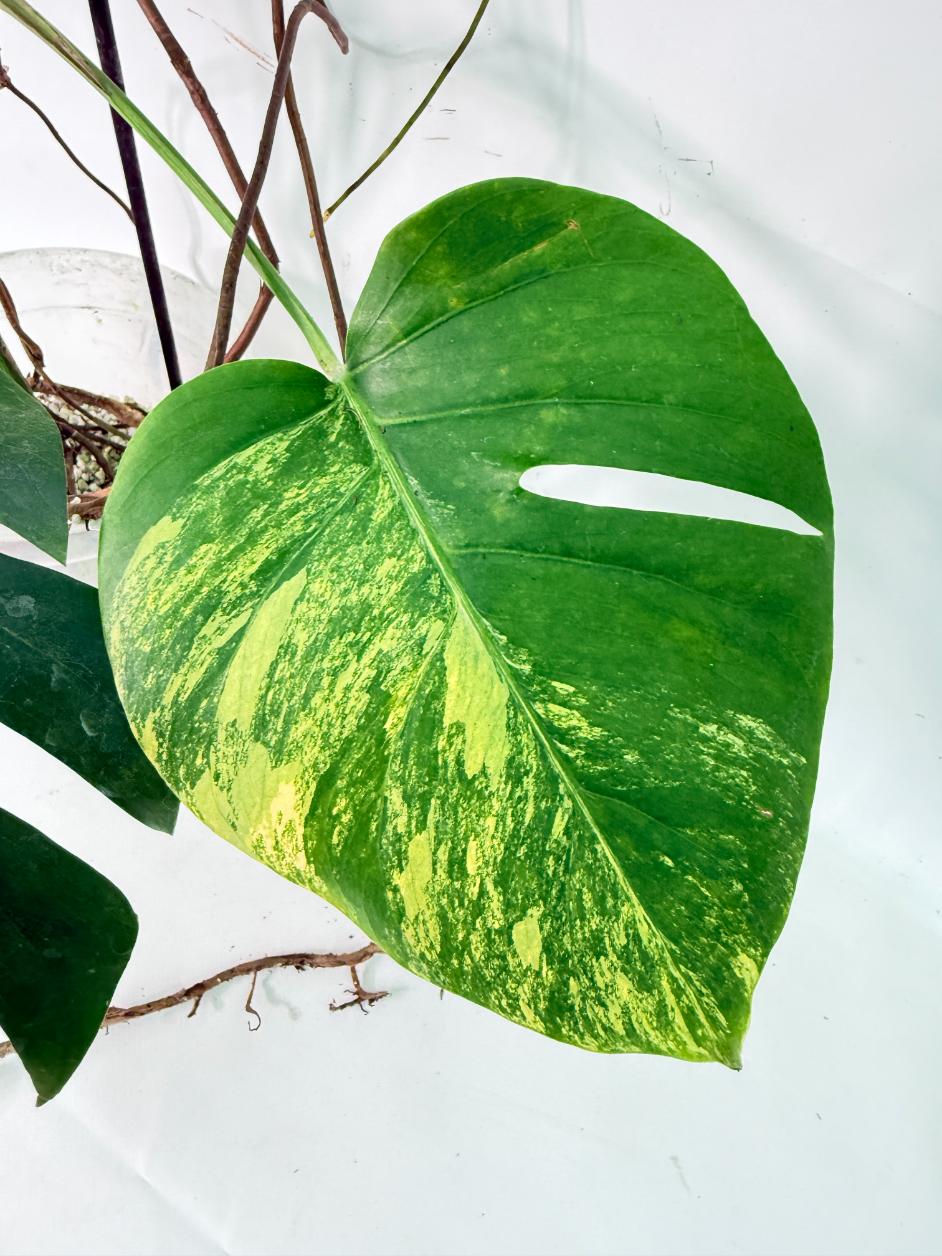 Monstera Variegata Aurea XL 06
