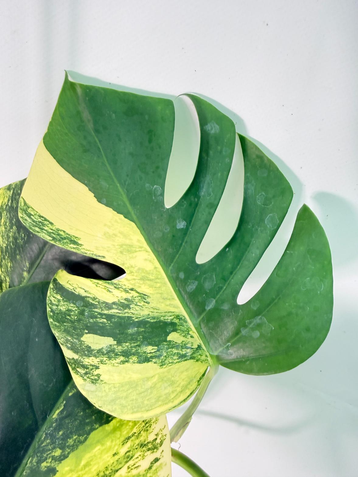 Monstera Variegata Aurea XL 08