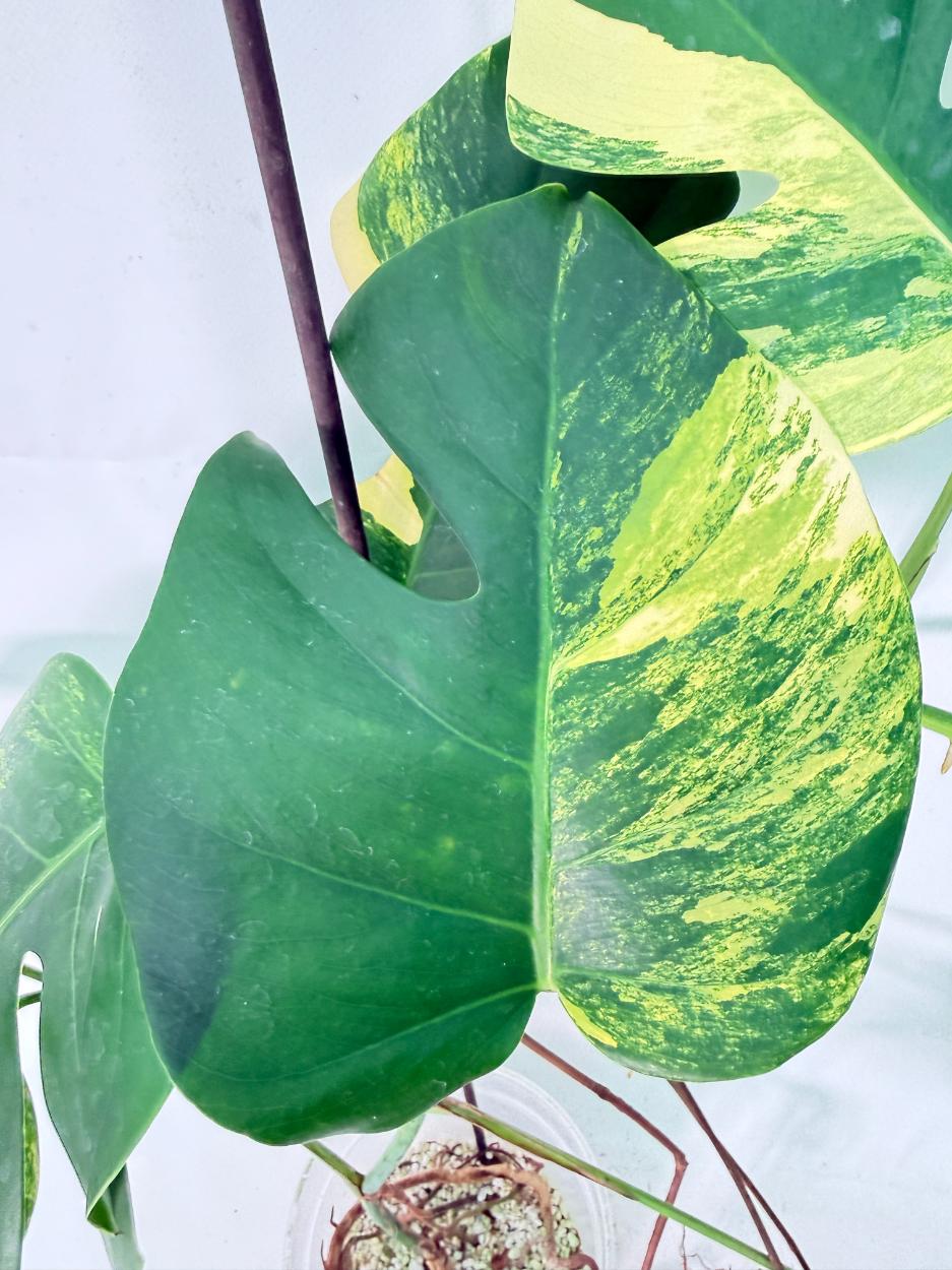 Monstera Variegata Aurea XL 09