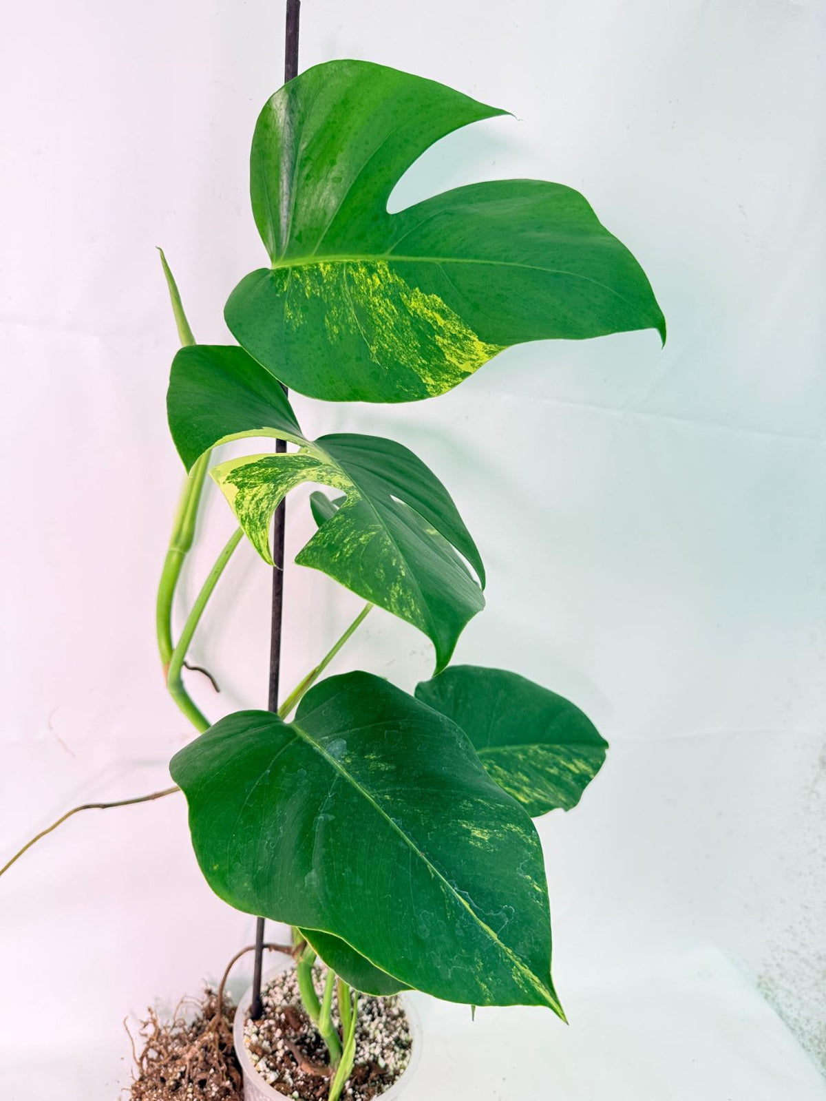 Monstera Variegata Aurea XL 09