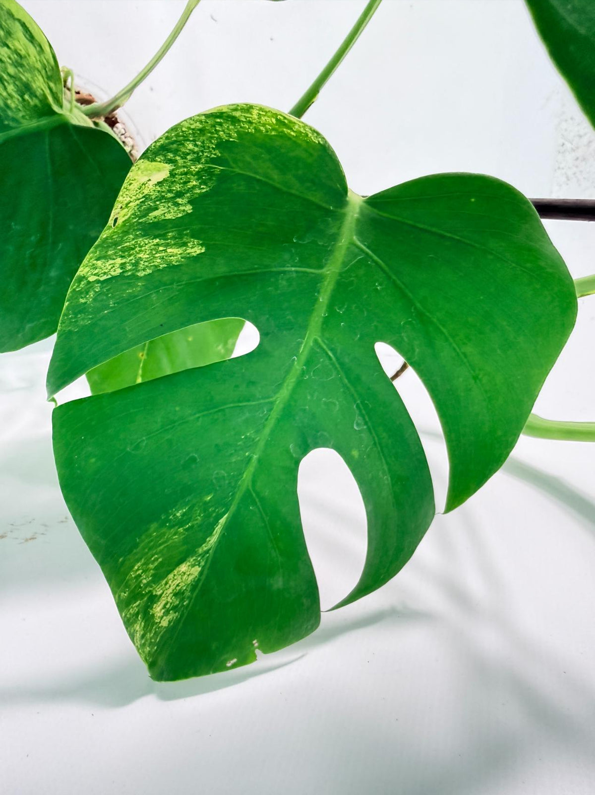 Monstera Variegata Aurea XL 03