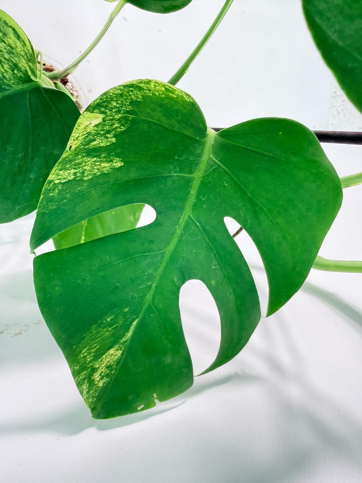 Monstera Variegata Aurea XL 10