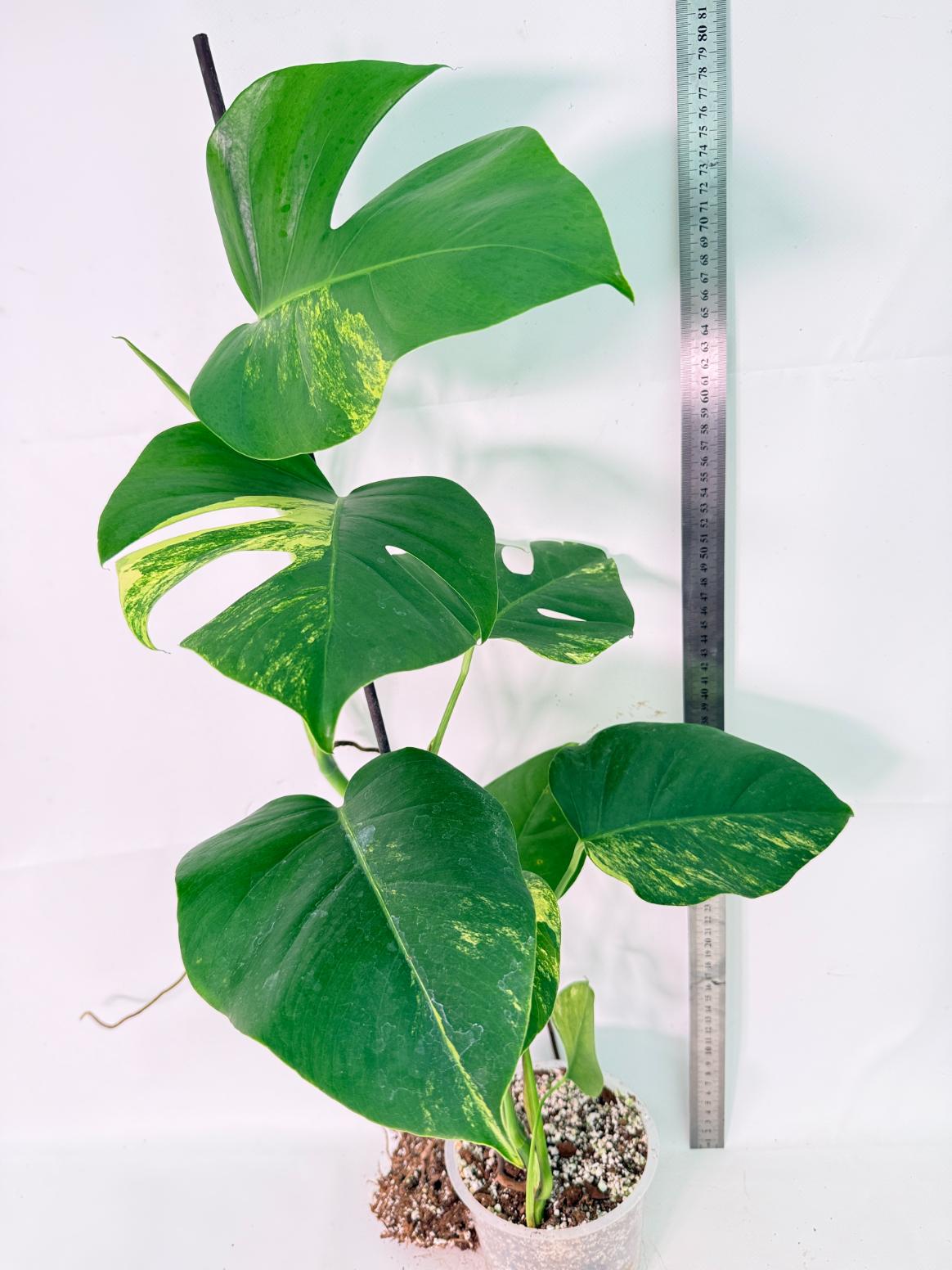 Monstera Variegata Aurea XL 11