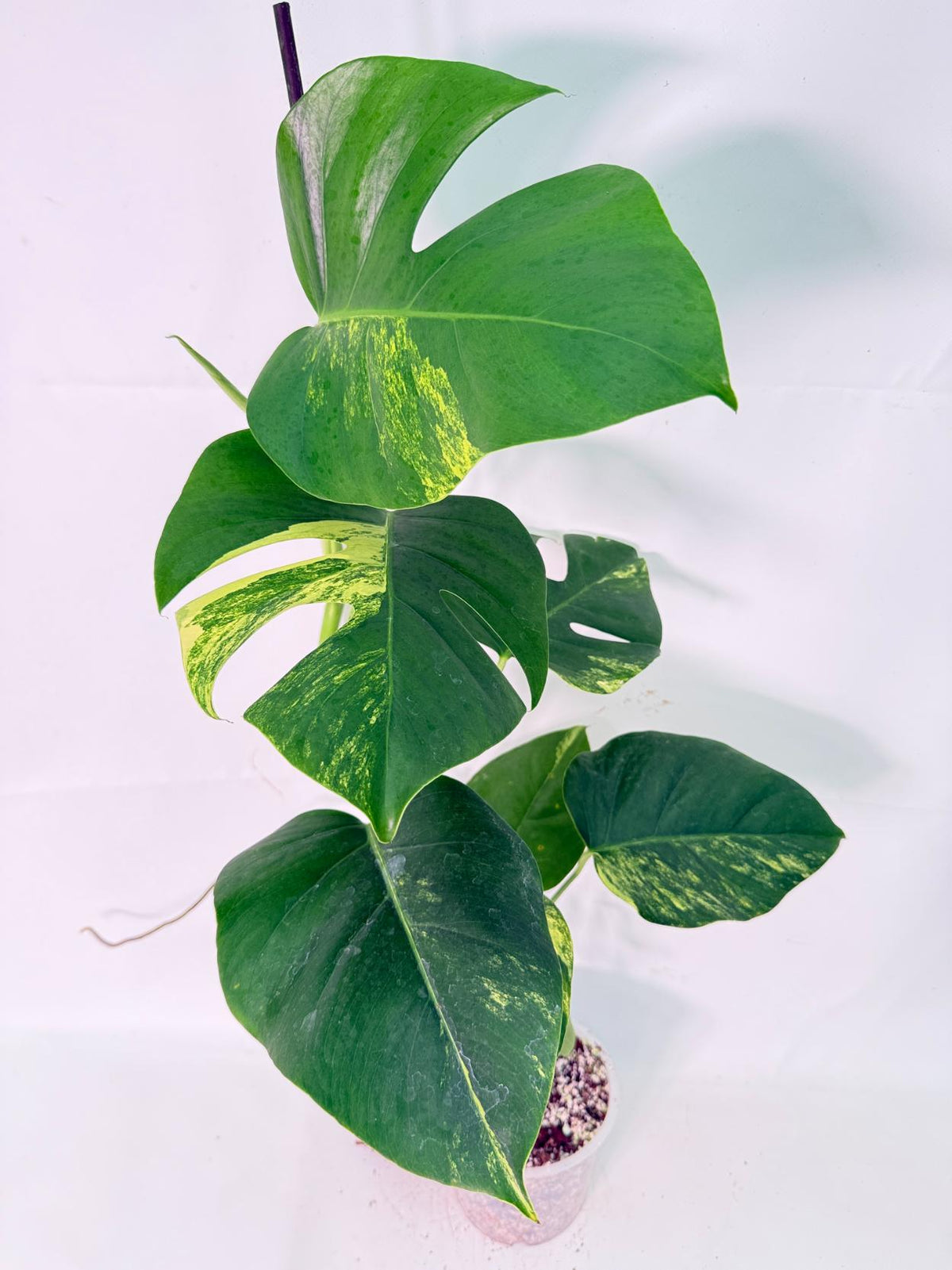 Monstera Variegata Aurea XL 02