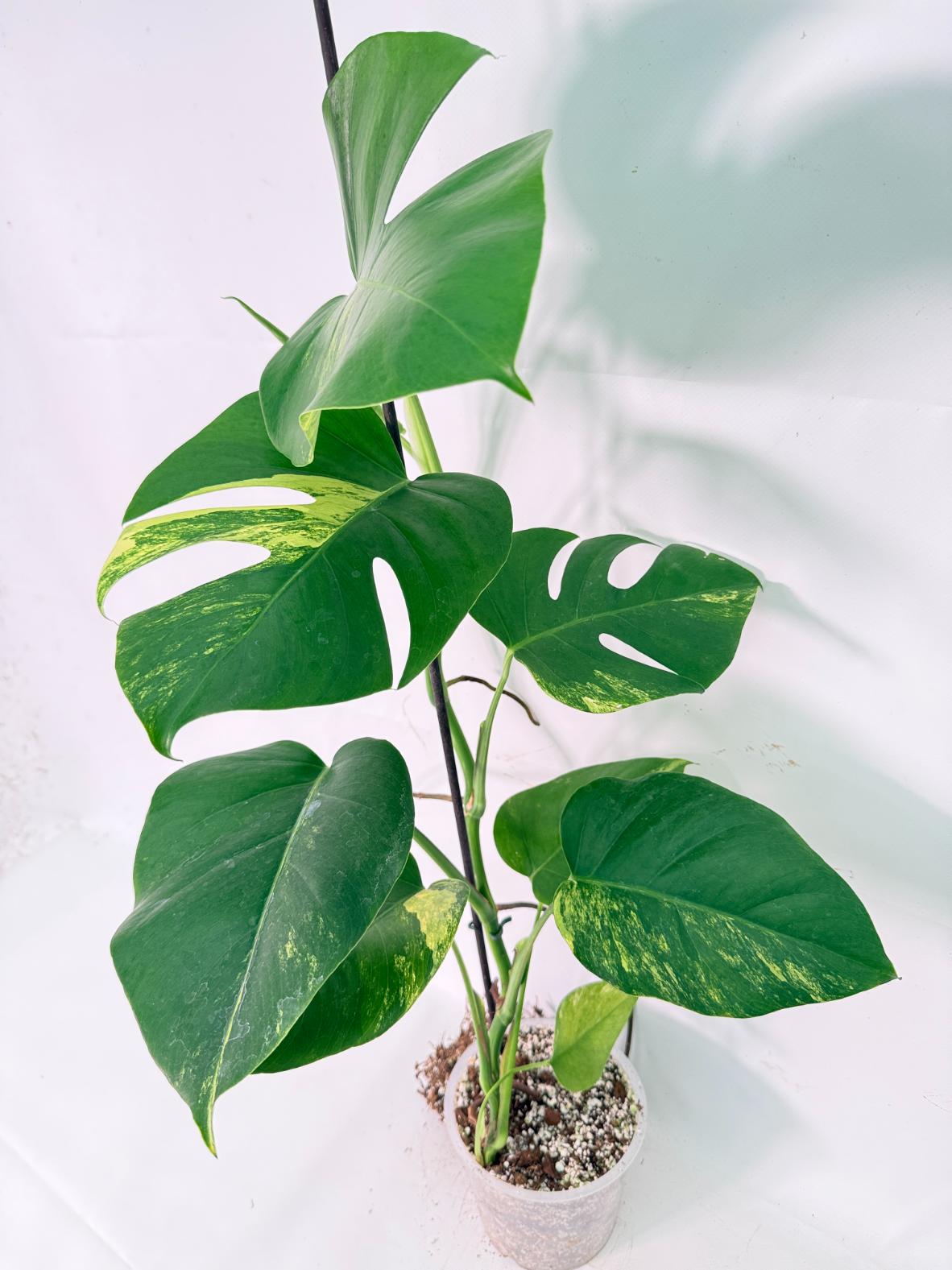 Monstera Variegata Aurea XL 01