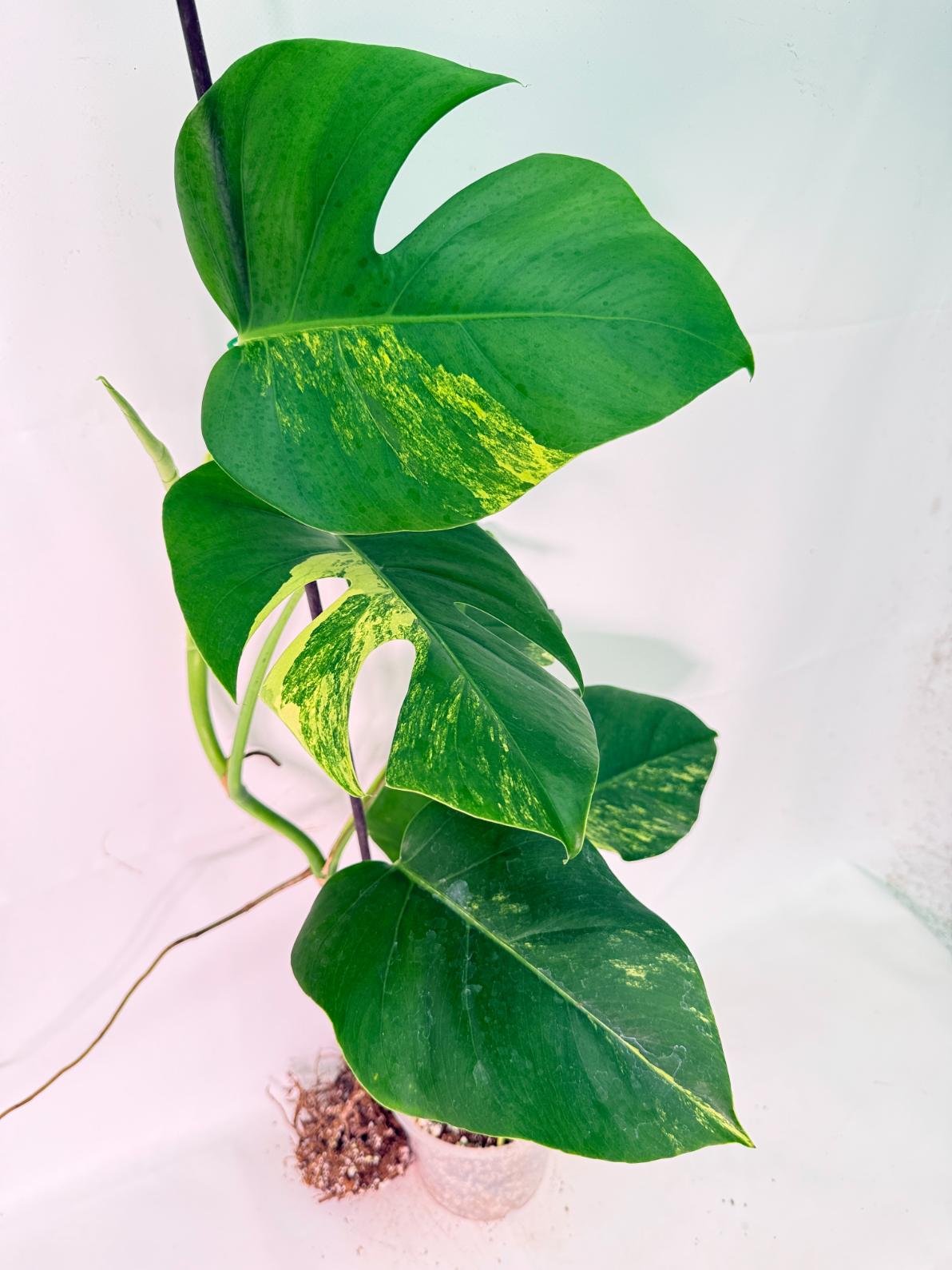 Monstera Variegata Aurea XL 04