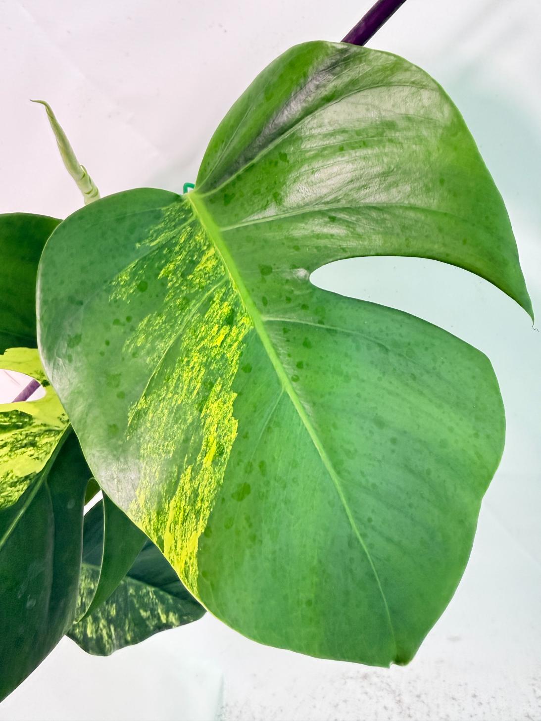 Monstera Variegata Aurea XL 05