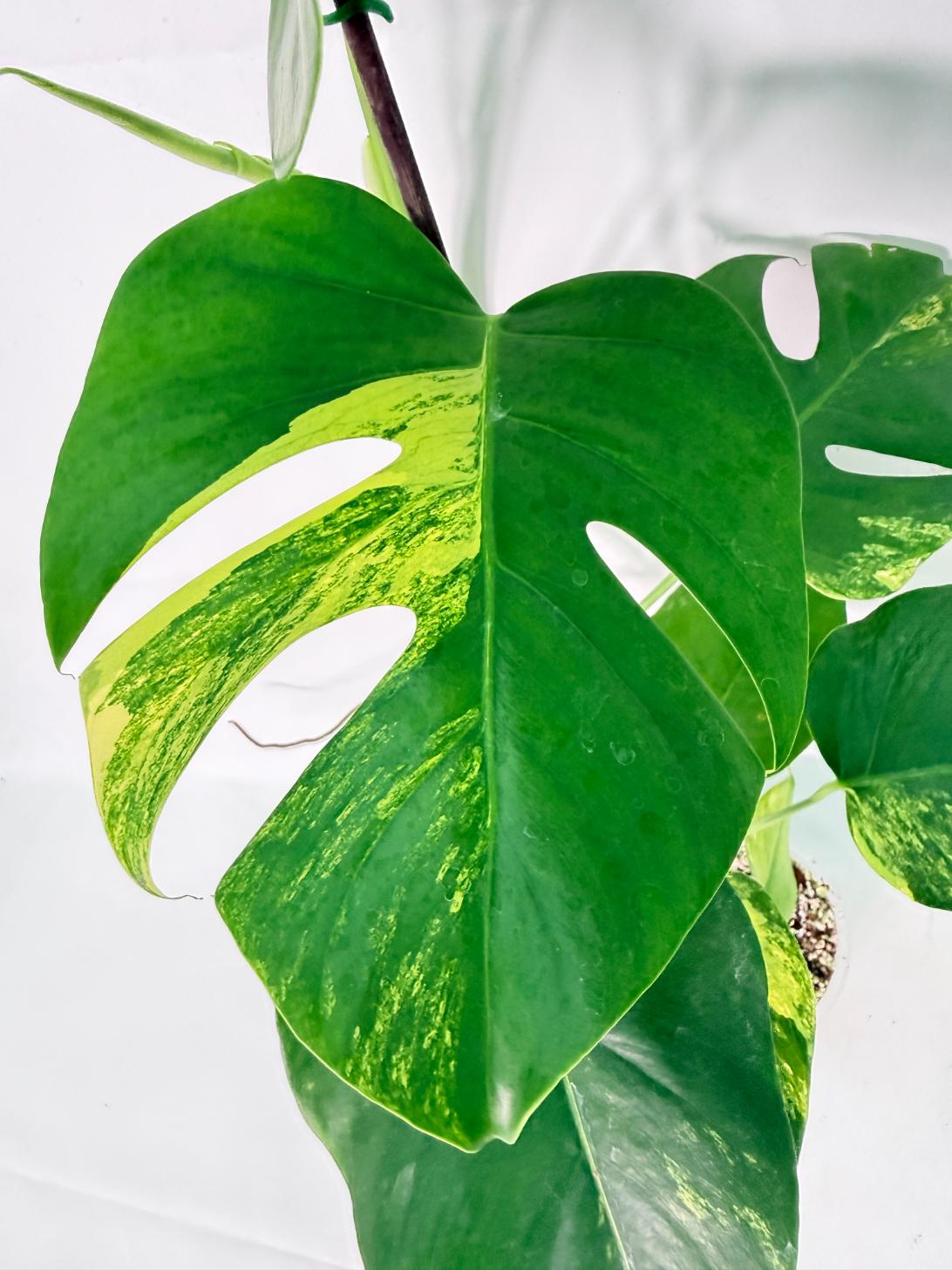 Monstera Variegata Aurea XL 06
