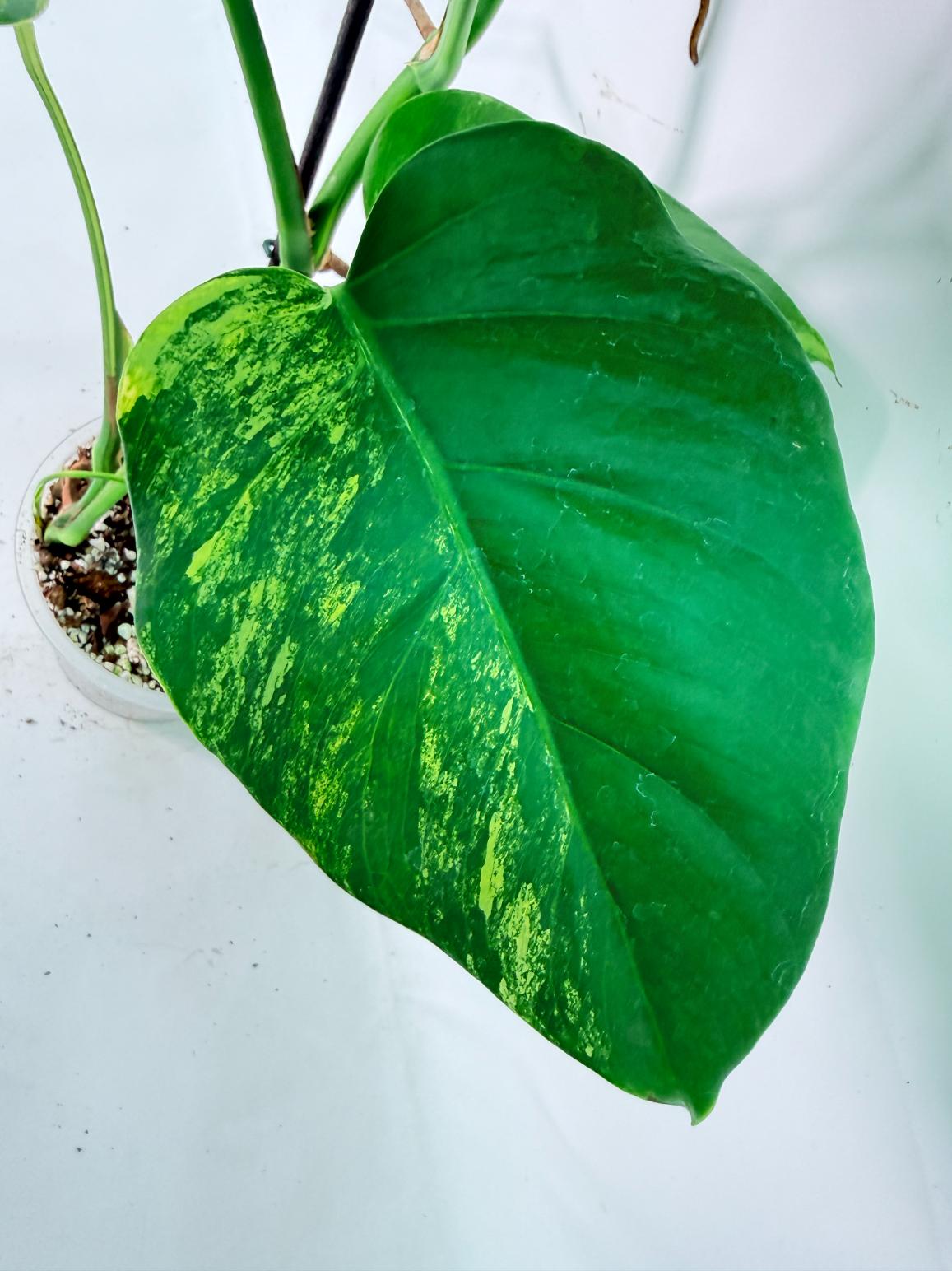 Monstera Variegata Aurea XL 07