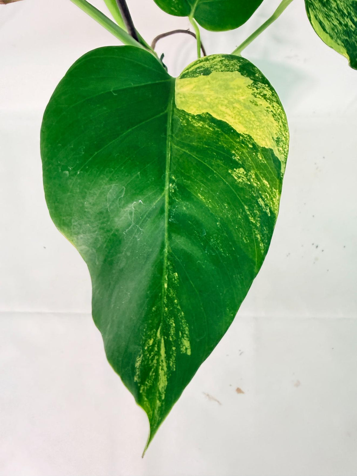 Monstera Variegata Aurea XL 08