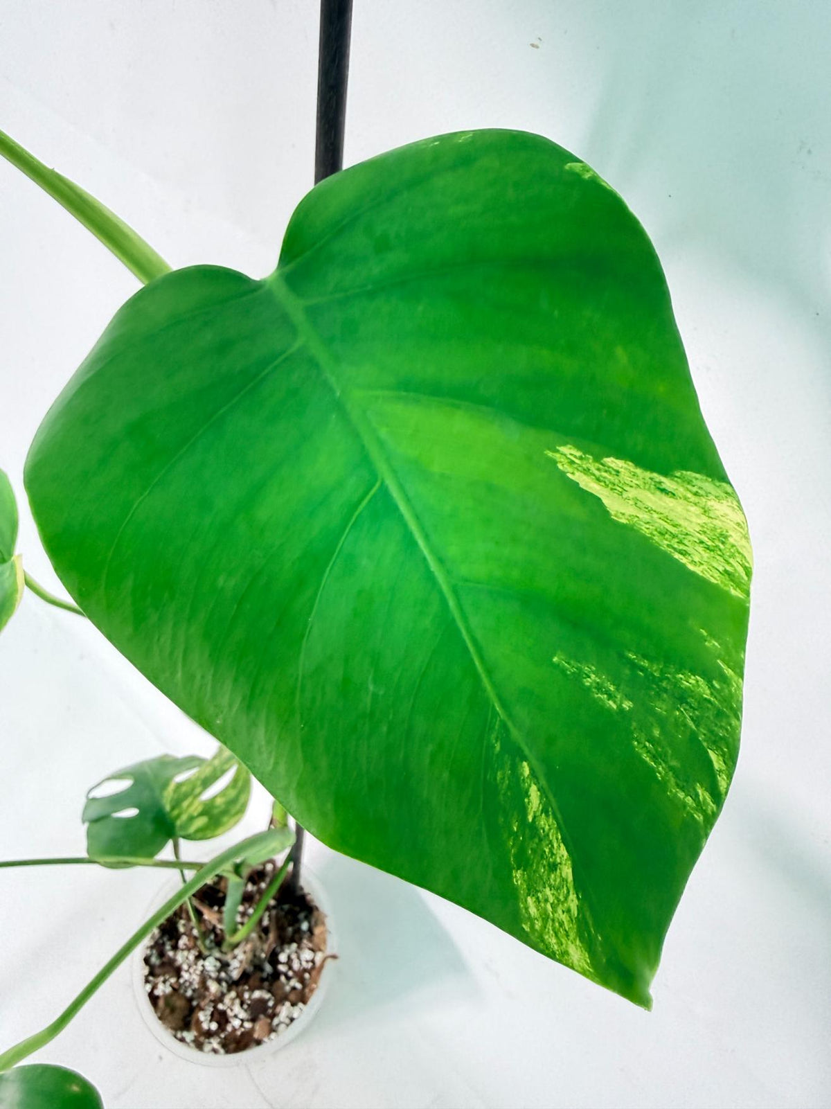 Monstera Variegata Aurea XL 08