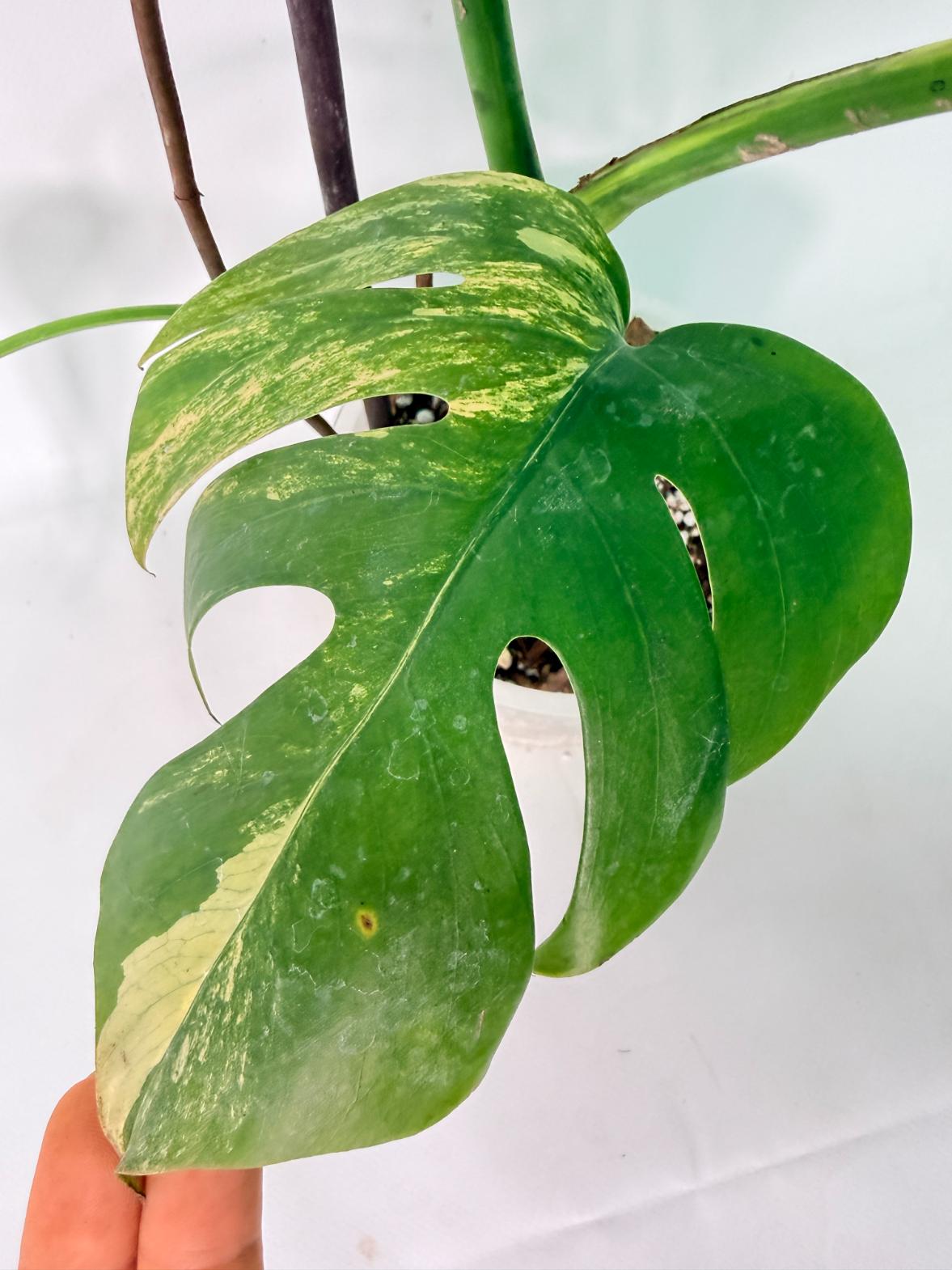 Monstera Variegata Aurea XL 09