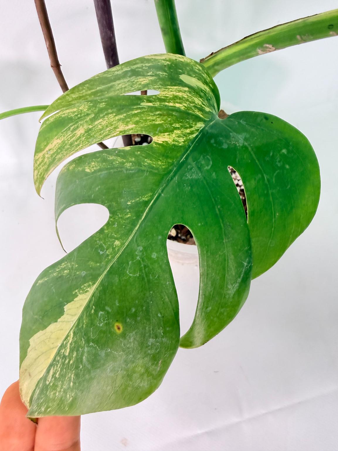 Monstera Variegata Aurea XL 10