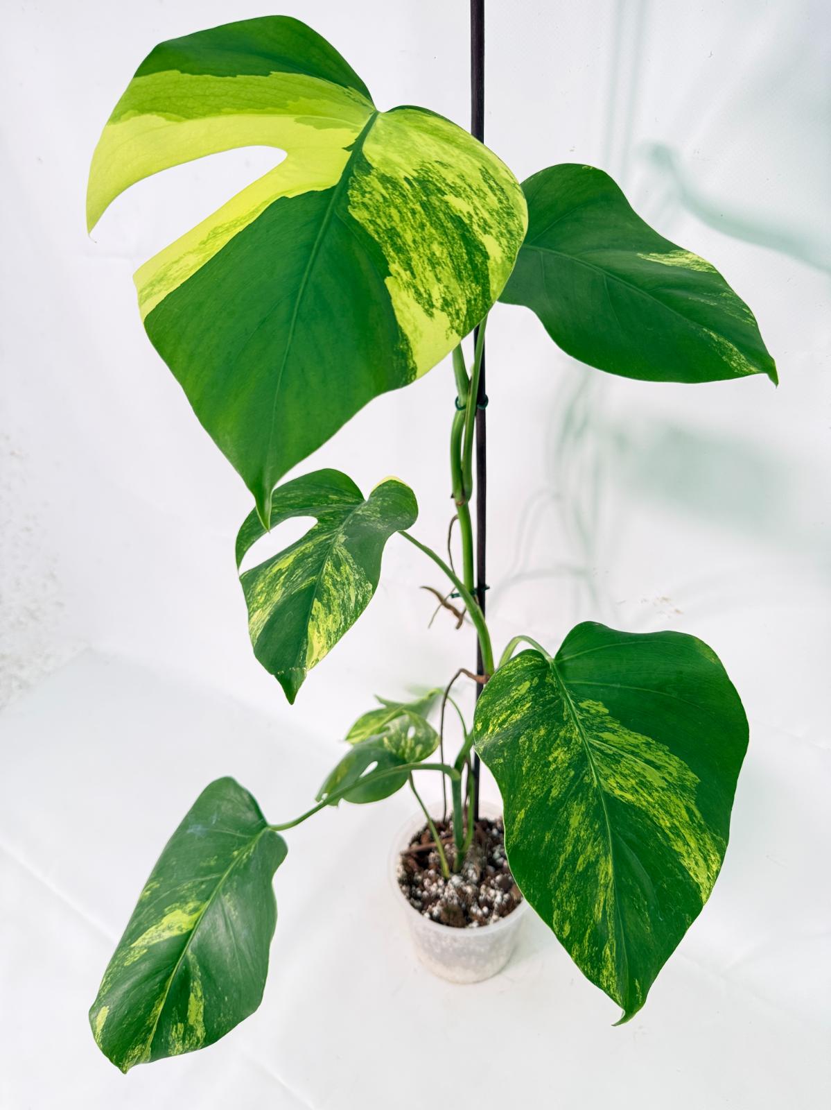 Monstera Variegata Aurea XL 11