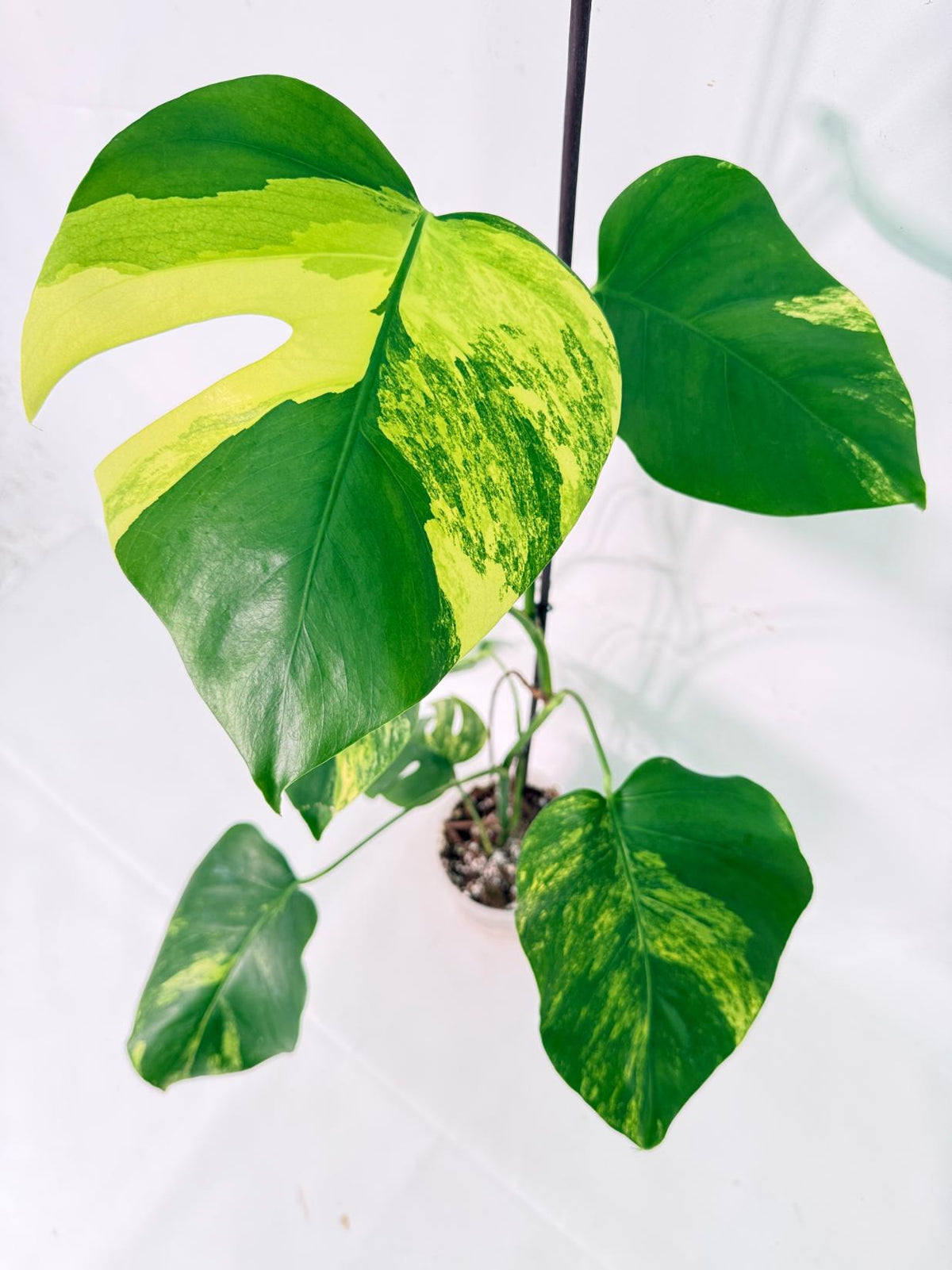 Monstera Variegata Aurea XL 12