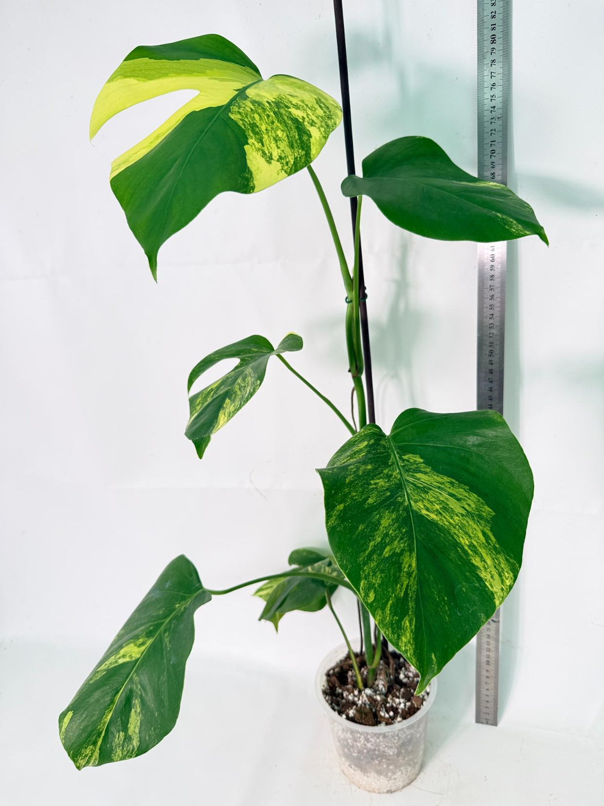 Monstera Variegata Aurea XL 13