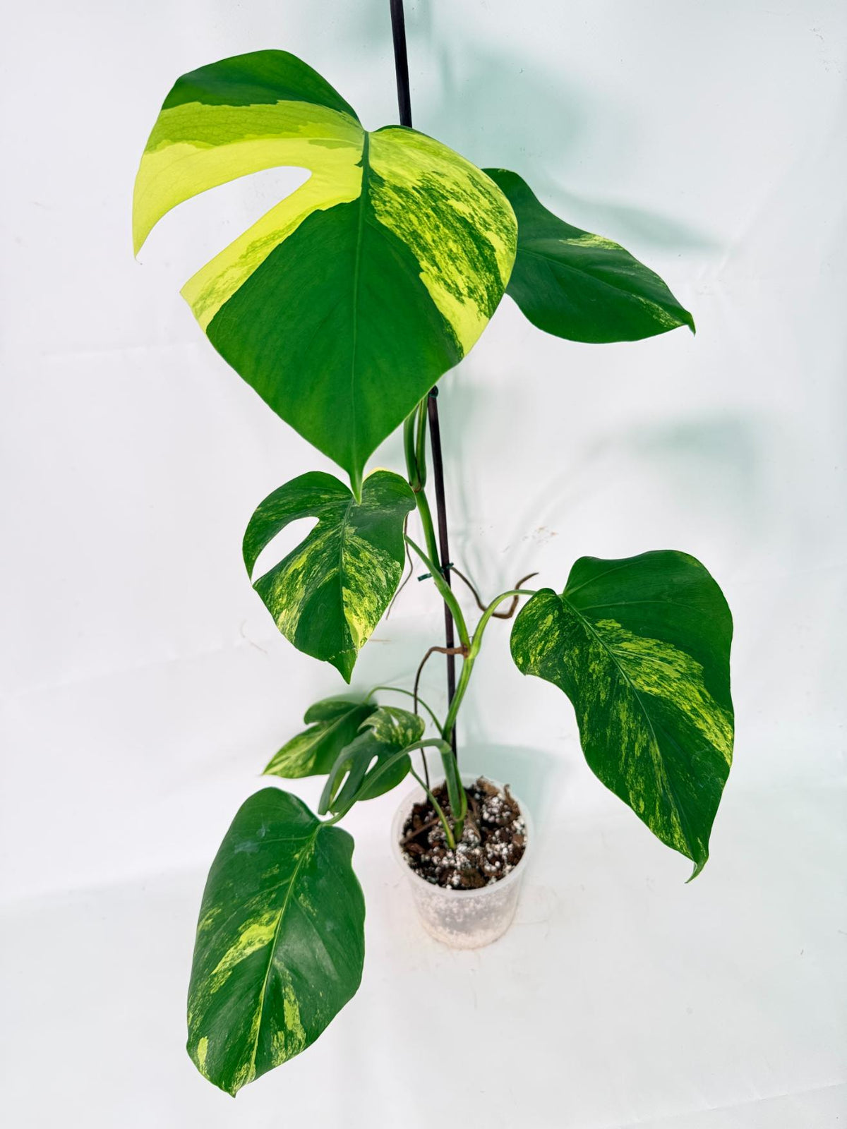 Monstera Variegata Aurea XL 02