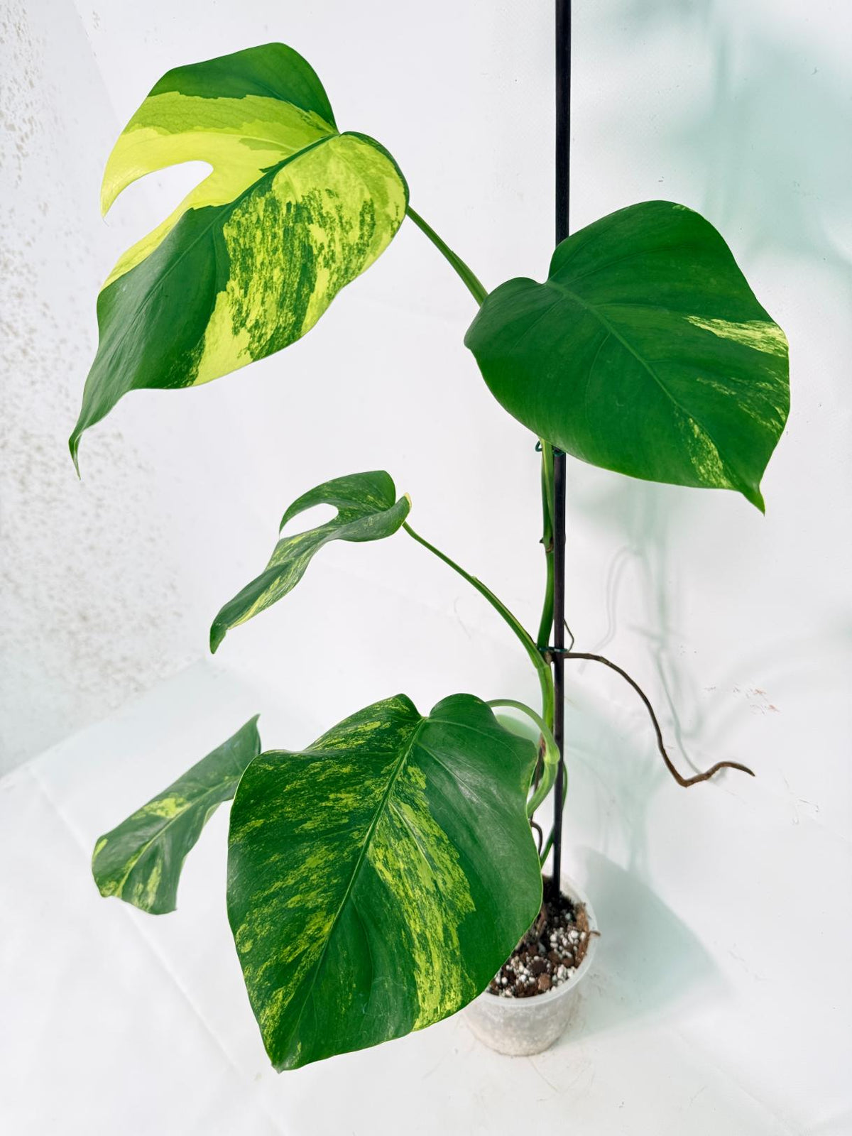 Monstera Variegata Aurea XL 03