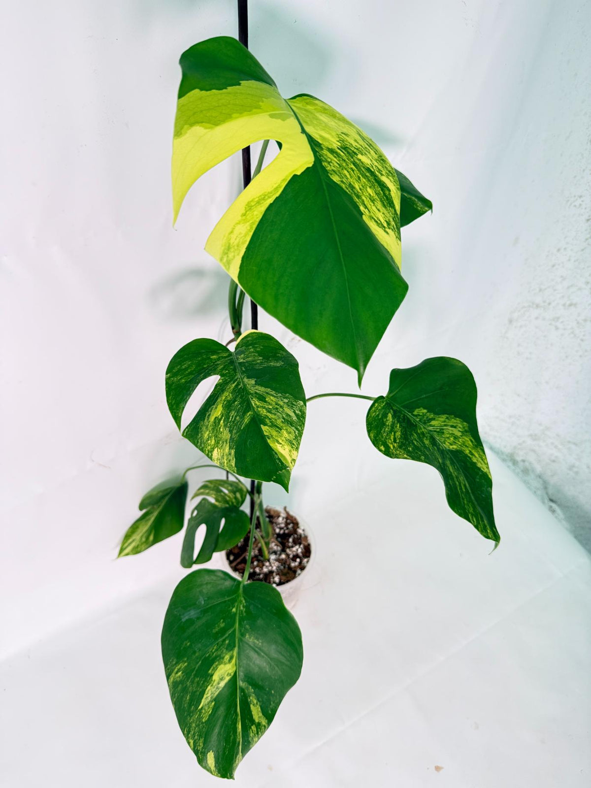 Monstera Variegata Aurea XL 04