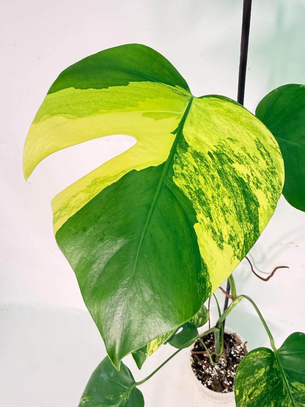 Monstera Variegata Aurea XL 05
