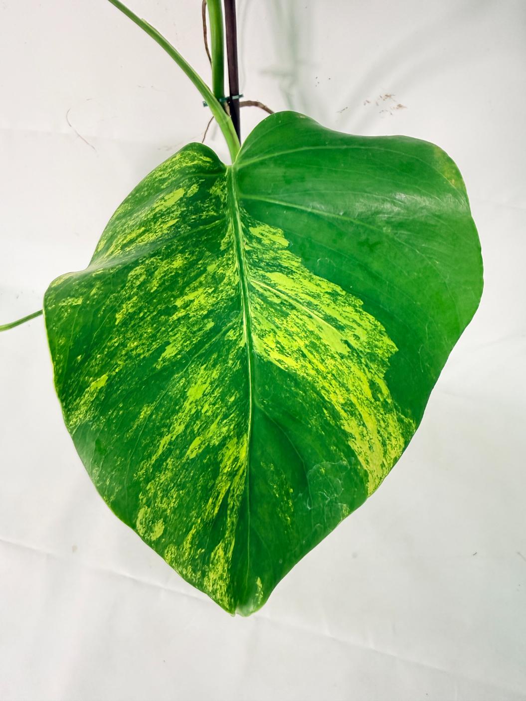 Monstera Variegata Aurea XL 06