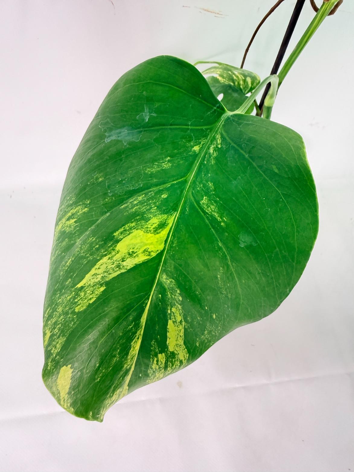 Monstera Variegata Aurea XL 07