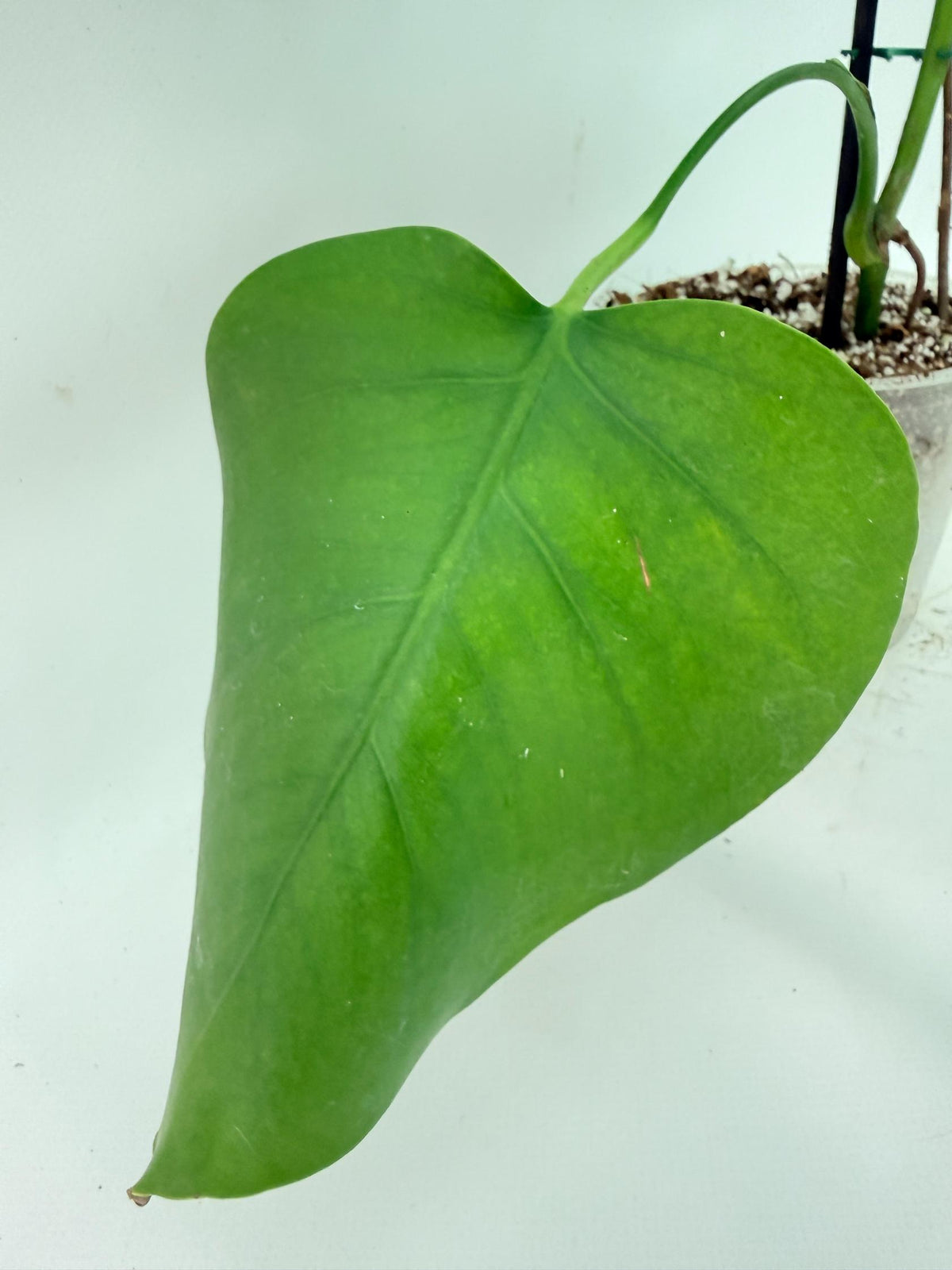 Monstera Variegata Aurea XL 10
