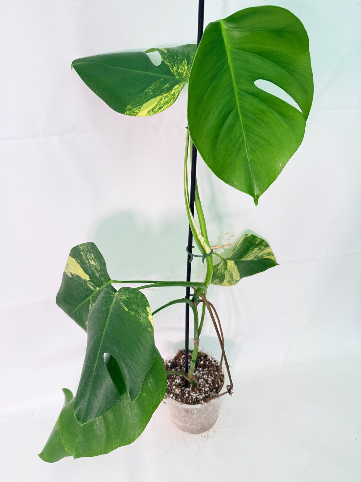 Monstera Variegata Aurea XL 08