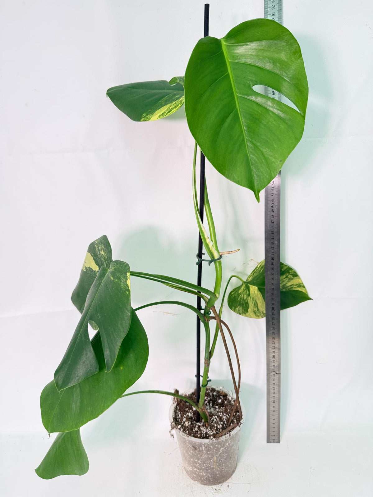 Monstera Variegata Aurea XL 09