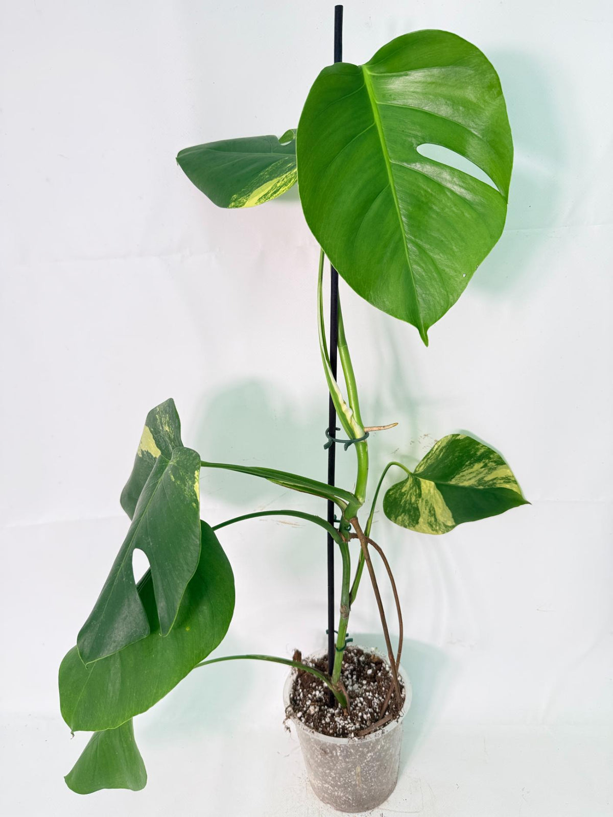 Monstera Variegata Aurea XL 01