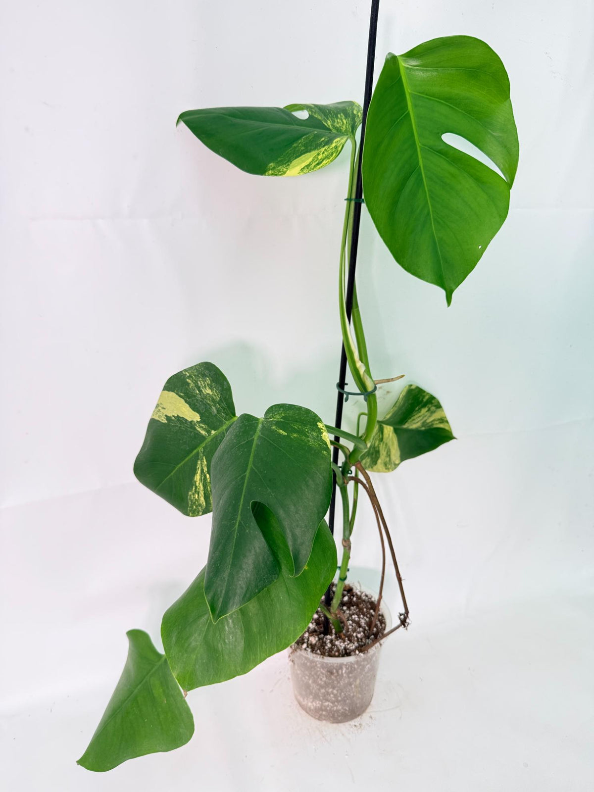 Monstera Variegata Aurea XL 04