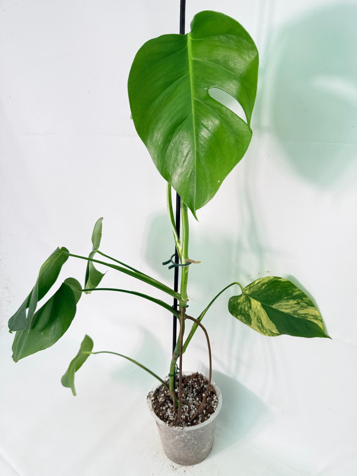 Monstera Variegata Aurea XL 07