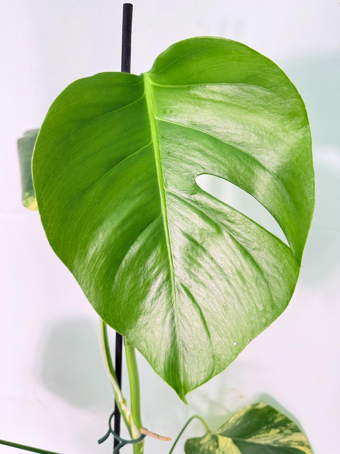Monstera Variegata Aurea XL 05