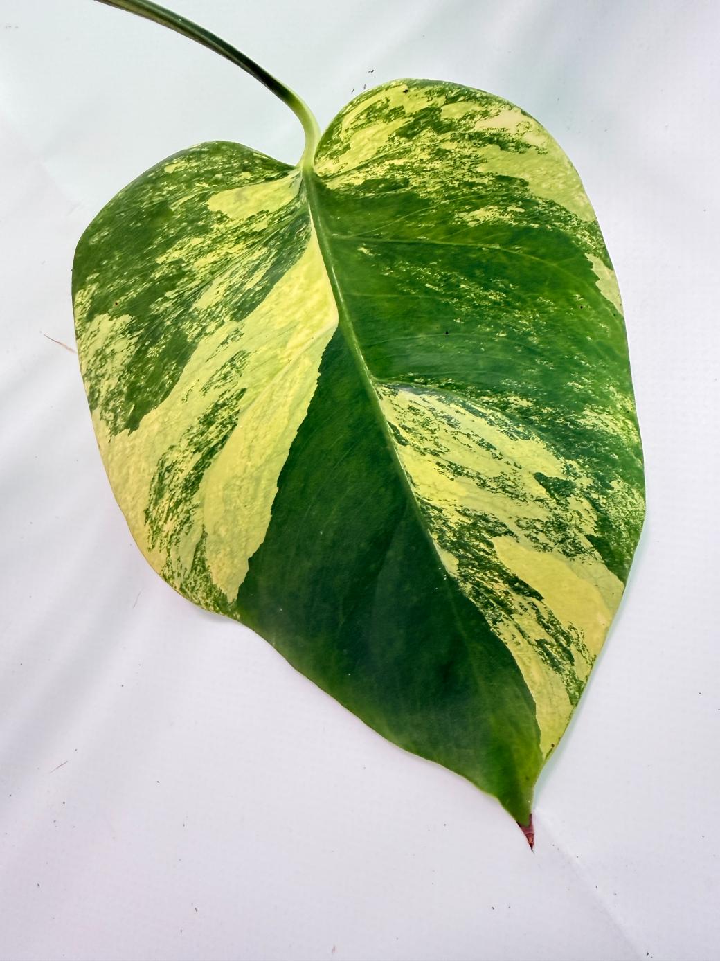 Monstera Variegata Aurea XL 02