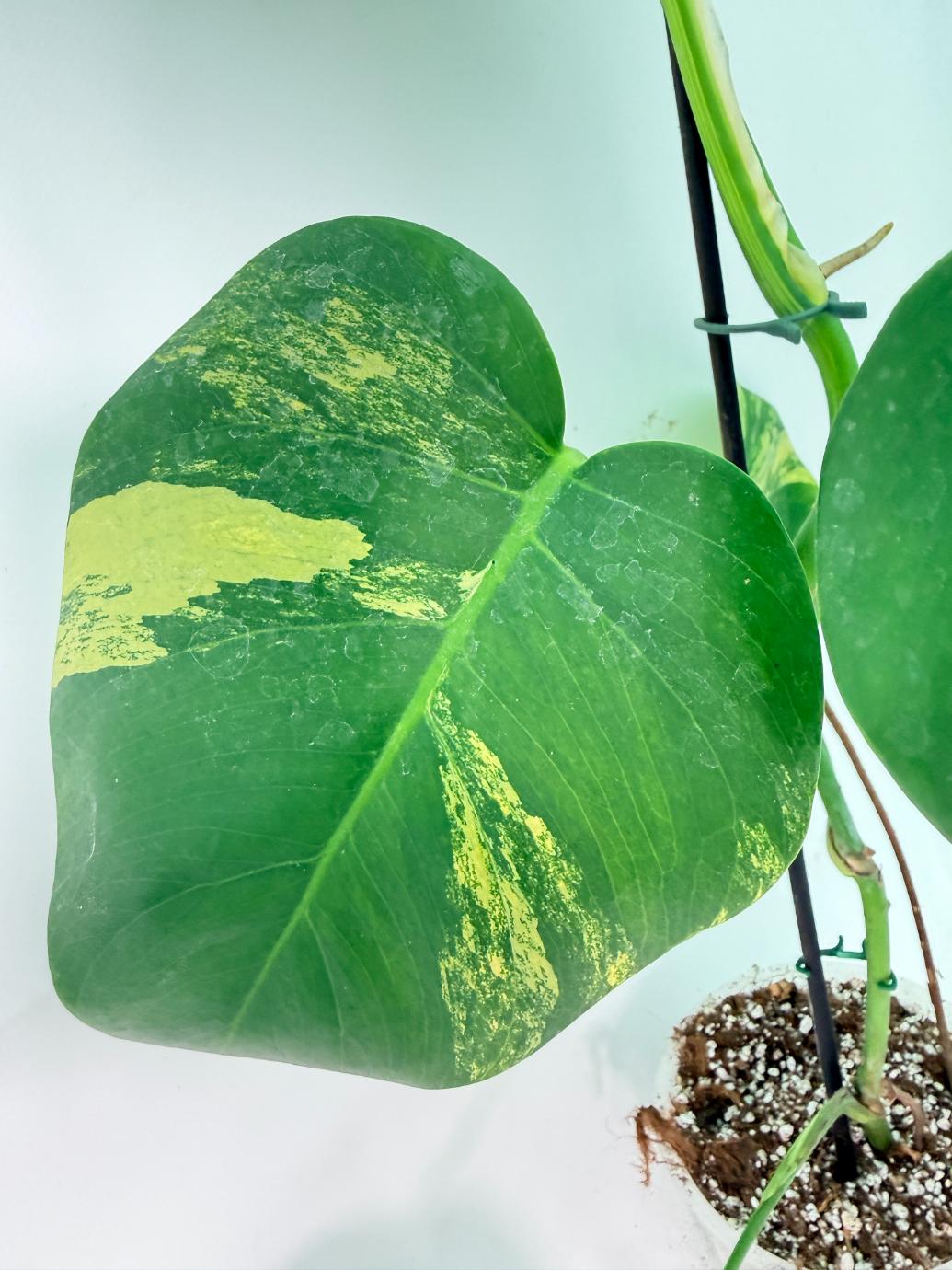 Monstera Variegata Aurea XL 06