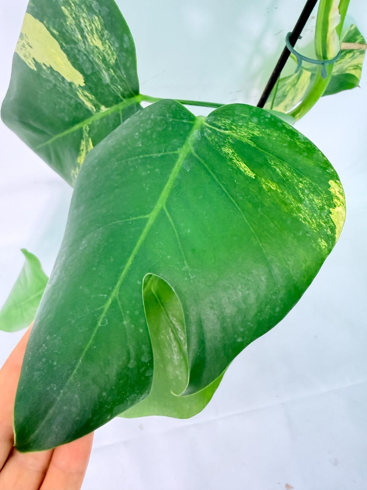 Monstera Variegata Aurea XL 03