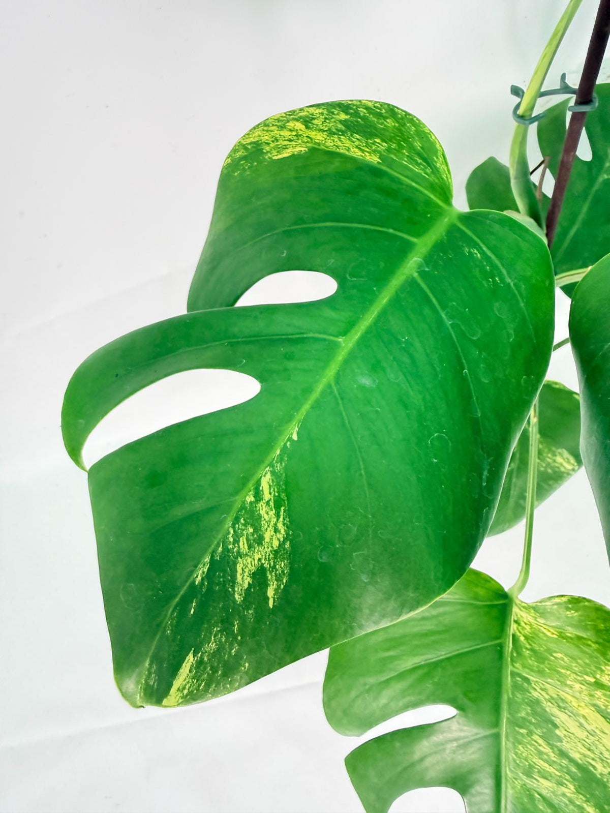 Monstera Variegata Aurea XL 06