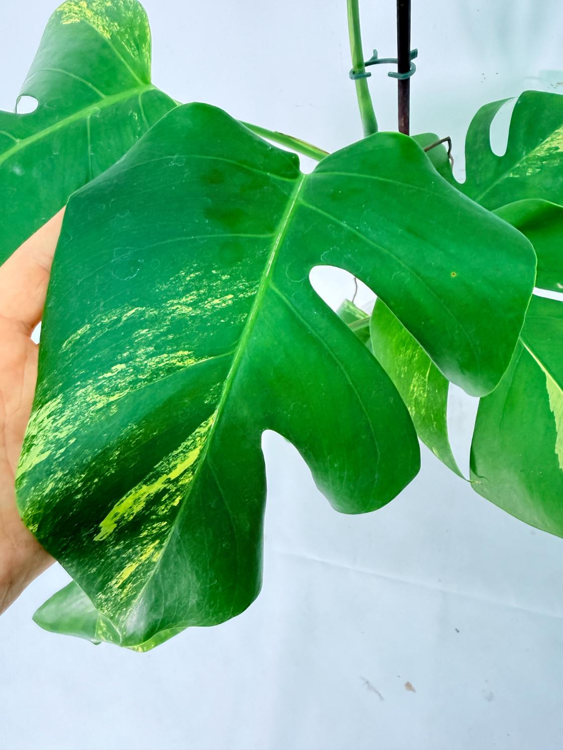 Monstera Variegata Aurea XL 07