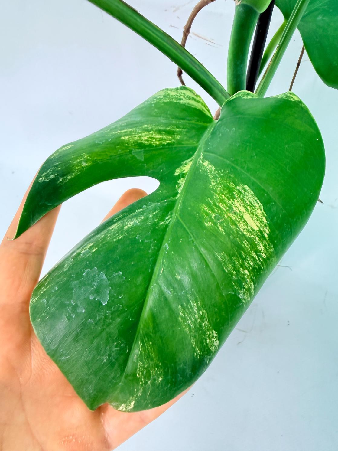 Monstera Variegata Aurea XL 10