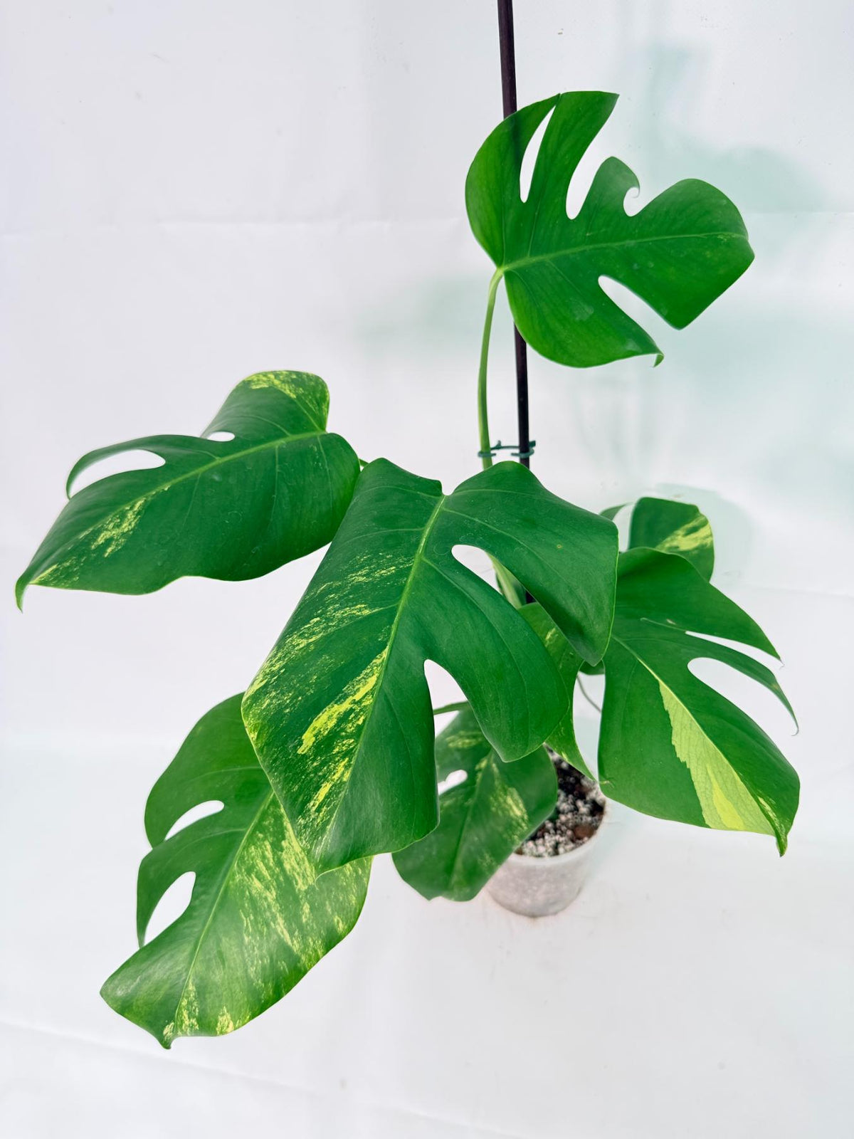 Monstera Variegata Aurea XL 02