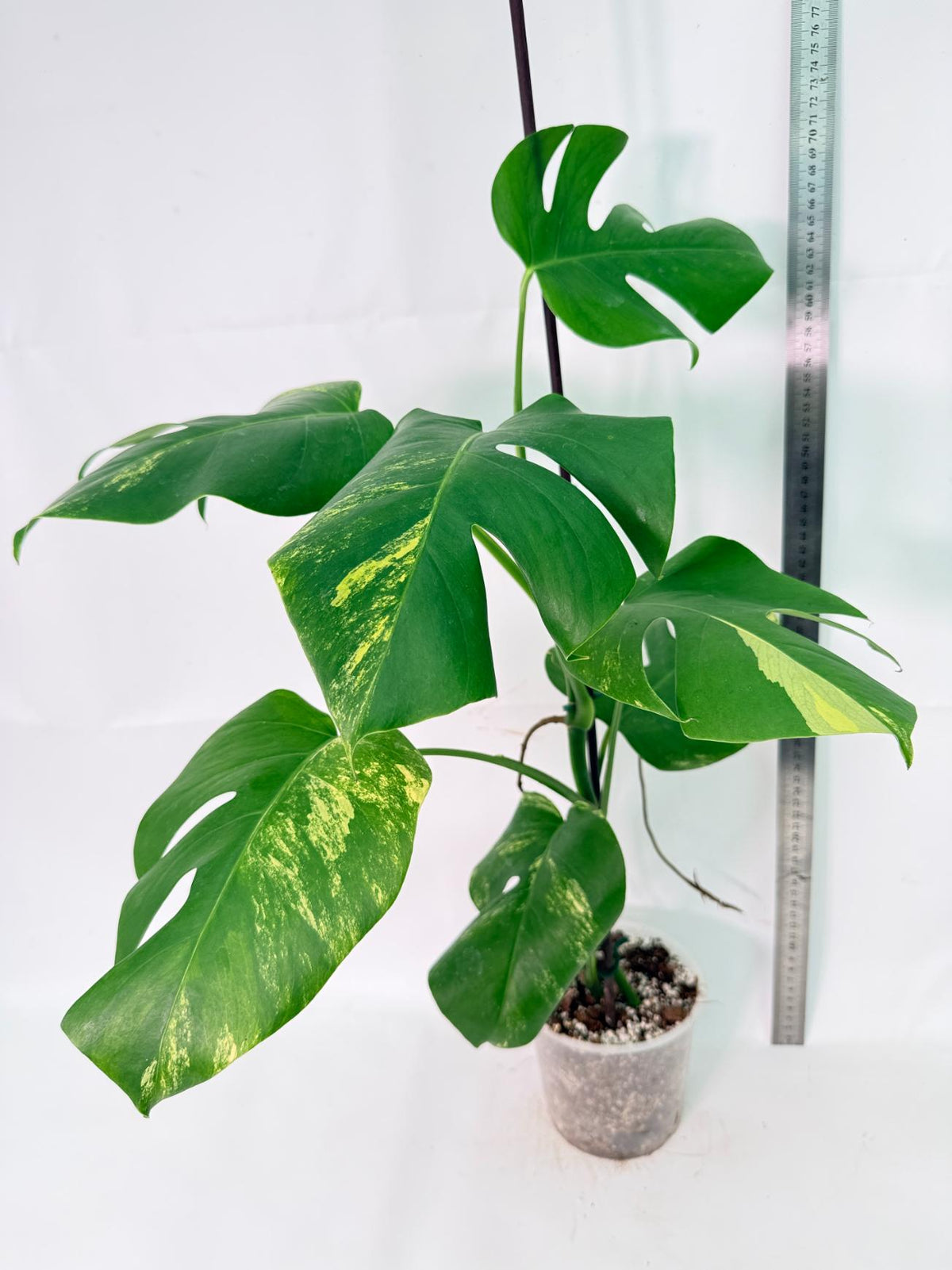 Monstera Variegata Aurea XL 12