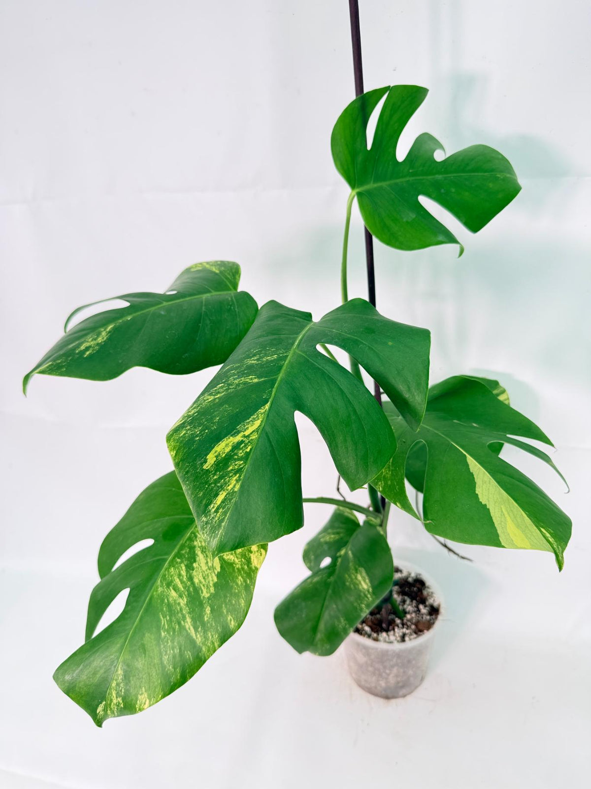 Monstera Variegata Aurea XL 01