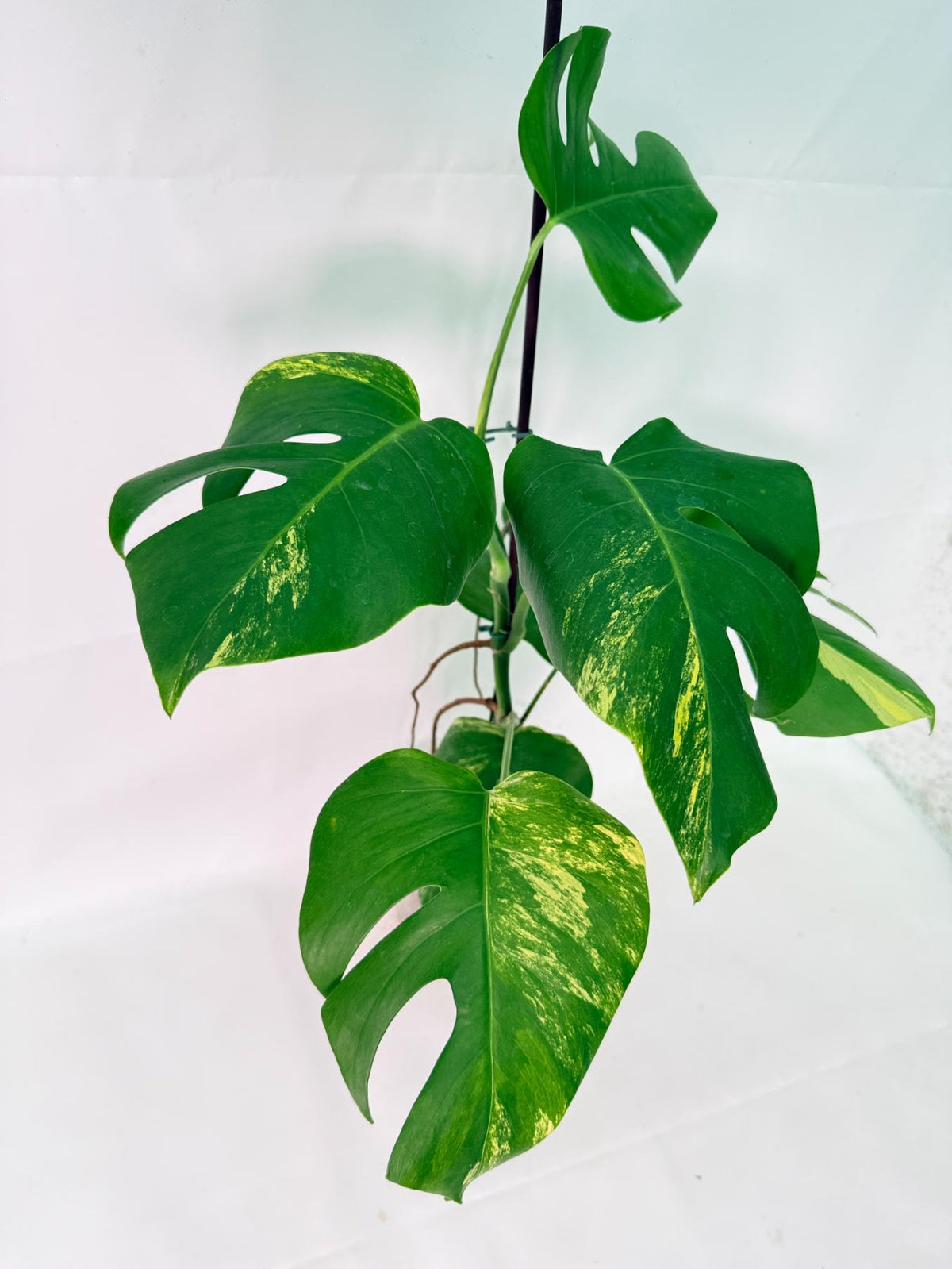Monstera Variegata Aurea XL 03