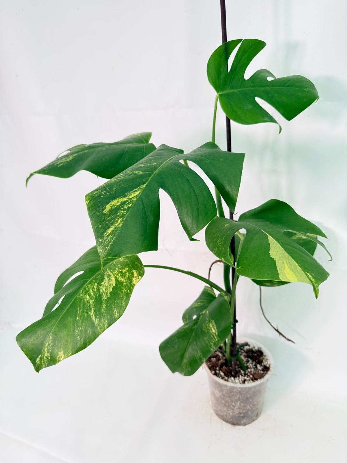 Monstera Variegata Aurea XL 05