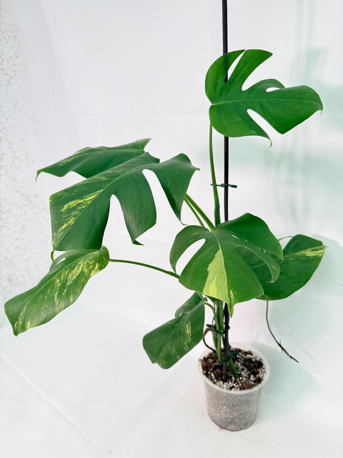 Monstera Variegata Aurea XL 08