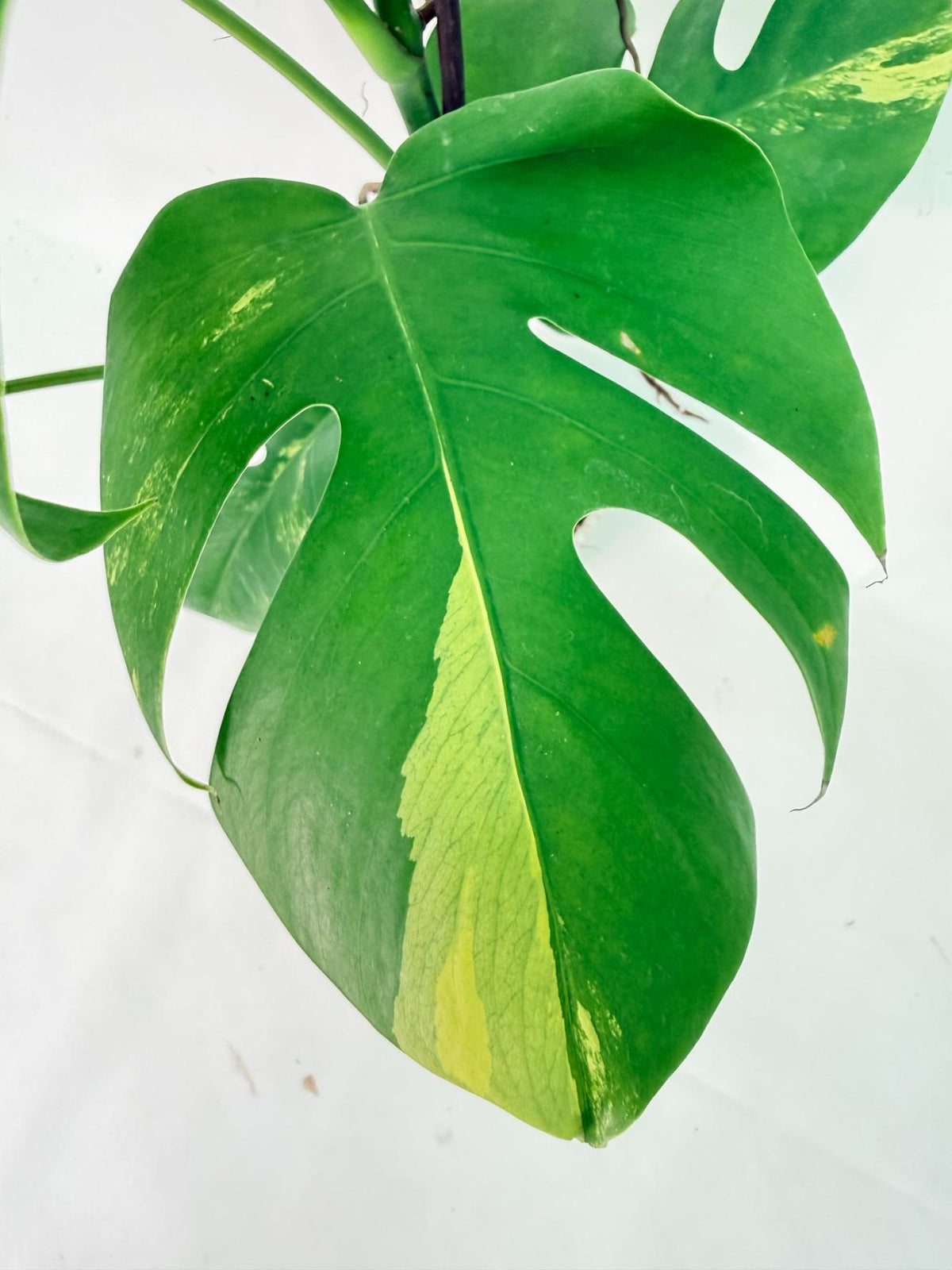 Monstera Variegata Aurea XL 09