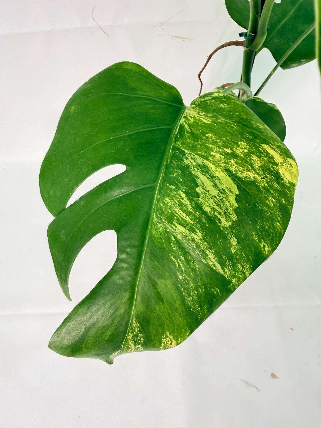 Monstera Variegata Aurea XL 04